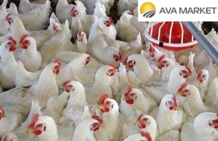 Уход за бройлерами: особенности, питание и корма Уход за бройлерами: особенности, питание и корма