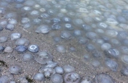 ������ ��������, ������ � �������� ���� ��� ����� �����