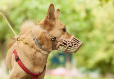 ����� �� 5100 ��� ��� �����������: �� ����� ������ ��� ������� � ����������