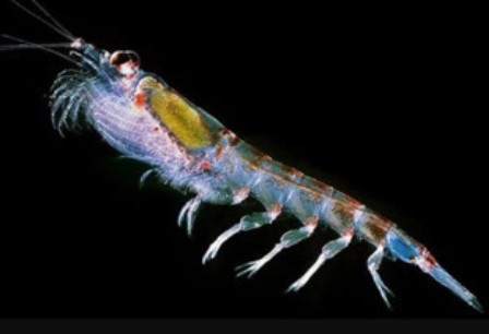 ������������ ������������ �������� ������-��������