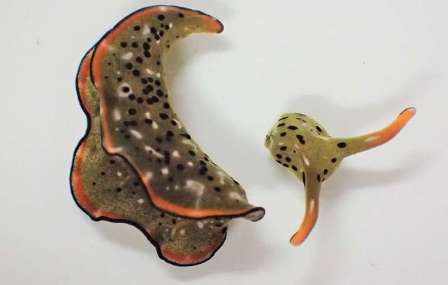 ������ ���������� �������� �� 100% ������������ ����