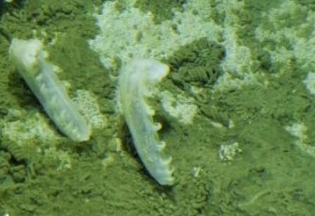 ������ ������� �������������� ����� ����������� �����