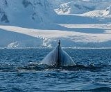 Украинские полярники в Антарктиде разбудили кита