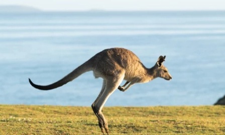 Ученые открыли новый вид доисторических кенгуру