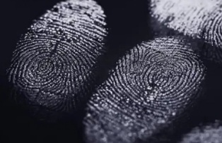 Ученые разгадали тайну формирования отпечатков пальцев у людей