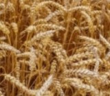 Урожай зерновых на следующий год в Украине сократится на 40%