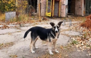 Ученые установили признаки мутации собак в Чернобыле
