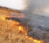 Зеленский одобрил закон о запрете выжигания травы и лесов без штрафа