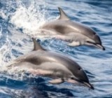 Черноморские дельфины находятся под угрозой исчезновения