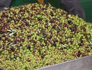 Оливковое масло стало самым дорогим за последнее десятилетие Оливковое масло стало самым дорогим за последнее десятилетие