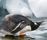 В Антарктиде погода установила температурный рекорд