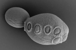 ������ ������ ������� ����������������� ������