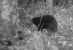 ������ ����� ���������� ����� 60 ��� ������