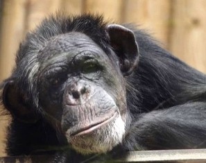 Дикие шимпанзе используют необычную тактику