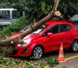 Сильный ветер: кто платит, если дерево падает на машину