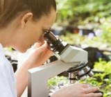 Три растения, которые действуют как антибиотики