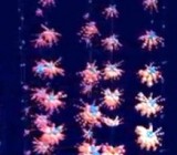 ��������� �������� ������������ ��������� �������