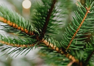 Штраф за срубленную елку: какие суммы и ответственность Штраф за срубленную елку: какие суммы и ответственность