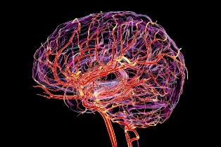 Пять эпох развития: когда человеческий мозг становится «взрослым» Пять эпох развития: когда человеческий мозг становится «взрослым»