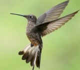 �� ������� ��� ������ ������� 5 ����� ����� ����