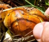 ��������� �����������: ������� ���������� ������ ���� ������ � ������