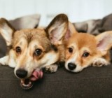 ����� �� 850 ������: ���������� ����� � ����� ������� �������� ����� �������� � ���������