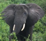 ������-�������� ���������� �� ����� ����: ����������� �������� � ������