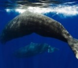 ����� ����� �� ����� ����: ������ ������������ ������� ���������