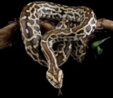 ������ � ������� ��������? ������ �������� ������ �������