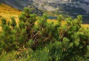 � ������ ��������� ����� ��� ������