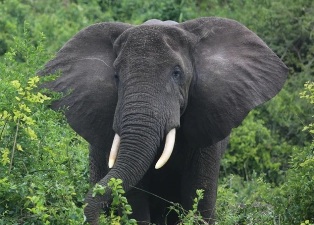 ������-�������� ���������� �� ����� ����: ����������� �������� � ������