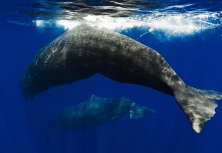 Сцены прямо из «Моби Дика»: ученые подтверждают тактику кашалотов Сцены прямо из «Моби Дика»: ученые подтверждают тактику кашалотов