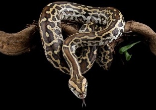 ������ � ������� ��������? ������ �������� ������ �������