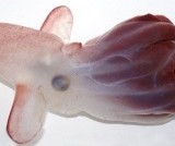 ������� ���������� ����� ��� ������� �������