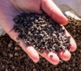 ������ ������ ���� �������: ����� ������ ���� �� �����