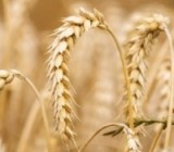 � ���� ���� � ������� ������� ����� 22 ��� ���� �������